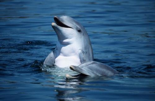 10 фактов о китах и дельфинах. Полеты ввысь и вглубь. 10 интересных фактов о дельфинах и китах