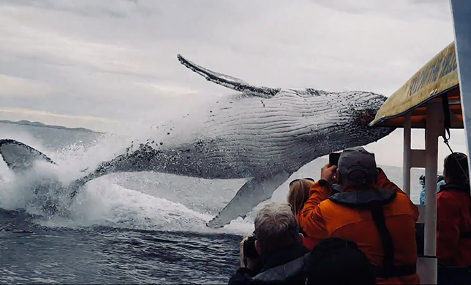 Женщина отдыхала на воде, когда перед ней выпрыгнул огромный кит. Видео отдыхала, Женщина, произошедшее, открытом, океане, после, очередного, заплыва, держась, лодку, остальные, борту Камера, лодке, включена, успели, предусматривала, заснять, видео Уже, выбравшись, подождала