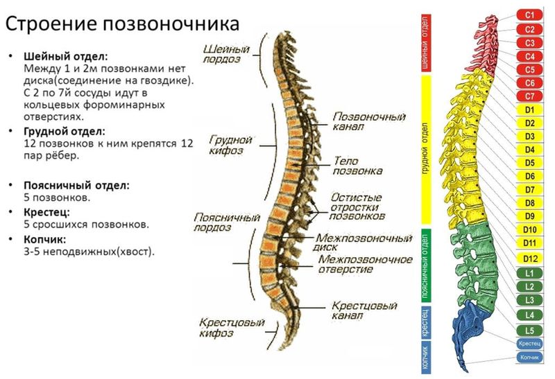 Диагностика по позвоночнику: боли в спине укажут на проблемы с органами диагностика,здоровье,позвоночник