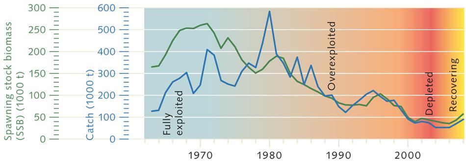 6. Атлантическая треска в Северном море и прилегающих. Примечание. В Северном море наблюдается коллапс промысла в ситуации, когда перелов сокращает количество зрелых рыб, способных производить потомство в количестве, достаточном для поддержания популяции (зелёная линия).