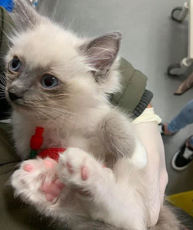 Котенок в руках