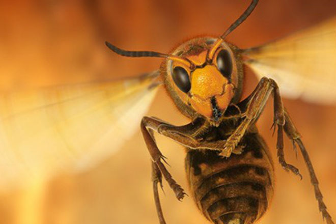 Почему осы становятся летом агрессивными