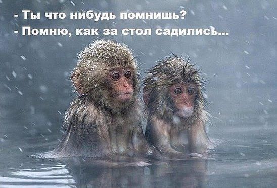 Что будем делать на Новый год? Водку пить...