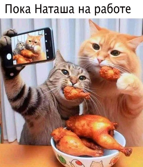 Смешные и забавные котоМЕМЫ  