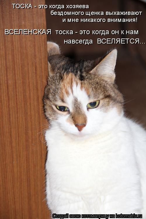 Лучшие котоматрицы за прошедшую неделю