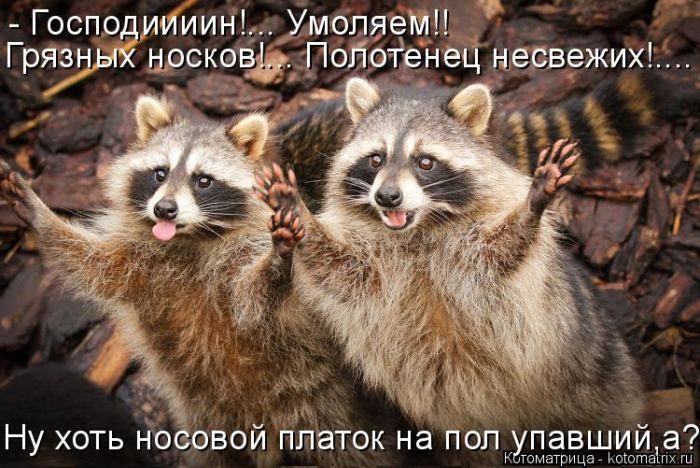 Лучшие котоматрицы за прошедшую неделю