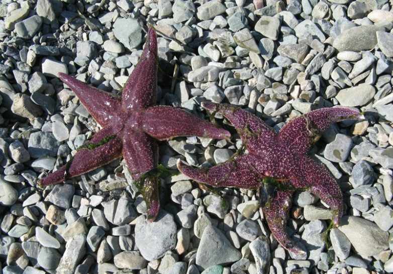 Край вулканов: Петропавловск-Камчатский 