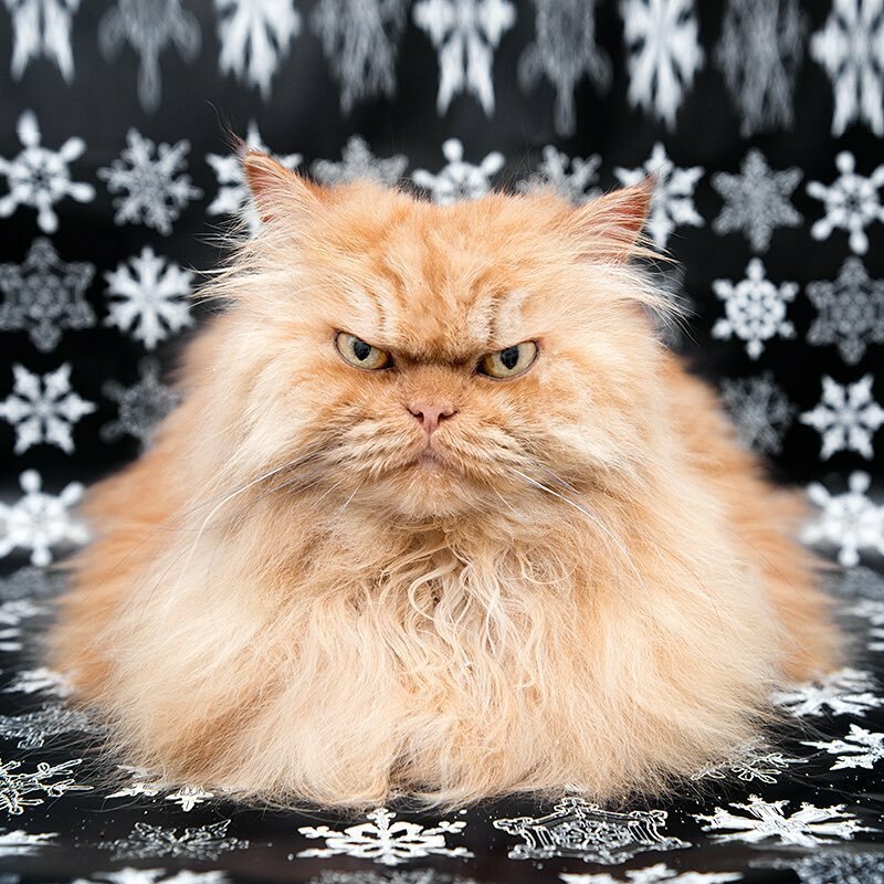 Сердитые котики картинки