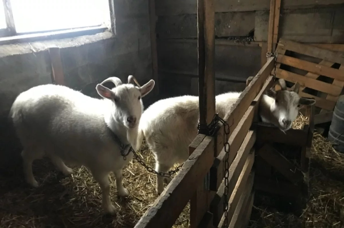 На жителя Москвы подали в суд из-за содержания им стада коз в районе Бутово