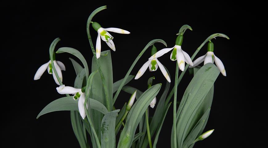 Подснежники: все секреты выращивания от посадки до цветения Galanthus, галантус, подснежника, подснежник, подснежников, Подснежник, МЕСТО, высотой, подснежники, Воронова, зеленые, Эльвеза, природе, белые, белоснежный, Красную, длиной, средней, которые, сожалению