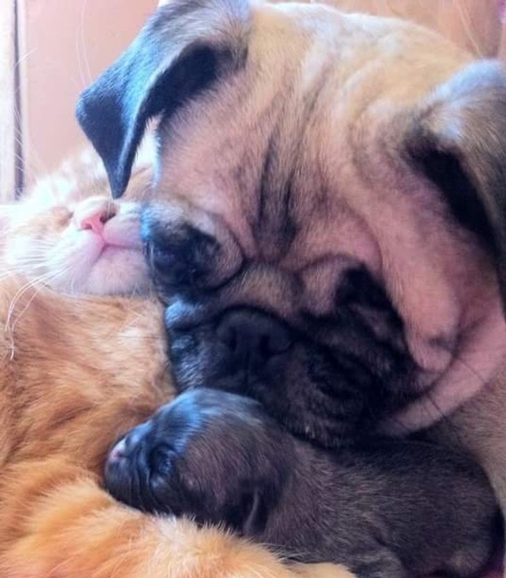 20+ примеров того, как кошки и собаки нашли друг в друге лучших друзей 20+ примеров того, как кошки и собаки нашли друг в друге лучших друзей