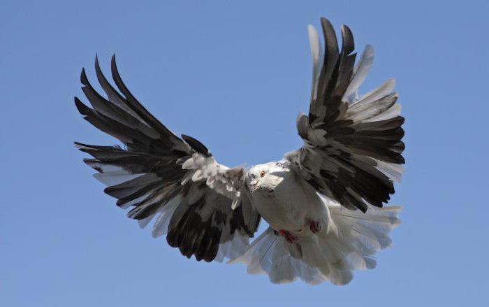 Виды голубей: фото и названия