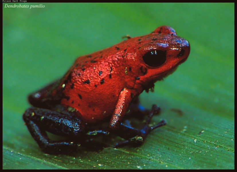 Красный тип. Древолаз Пумилио dendrobates pumilio. Бордовая лягушка. Лягушка с красными пятнами. Жаба с красными пятнышками.