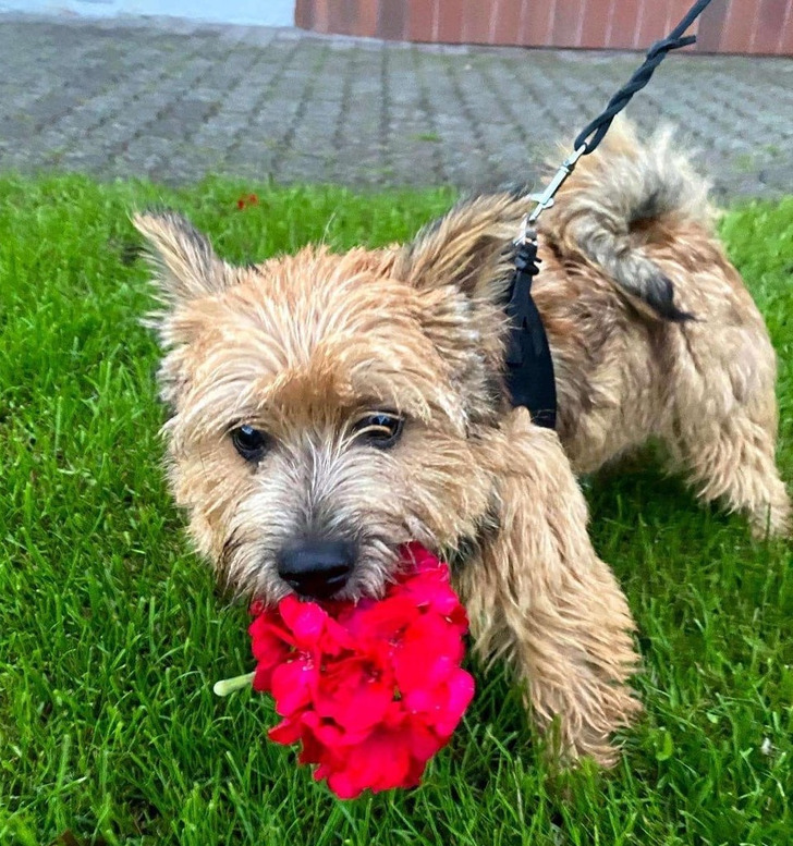 Подслушано... теперь истории про пёселей Подслушано... теперь истории про пёселей