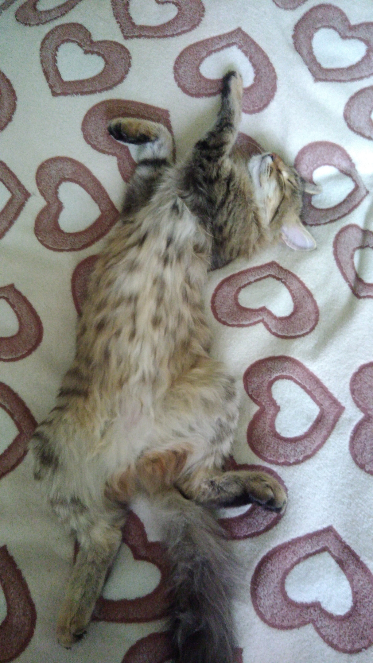 кошка на кровати