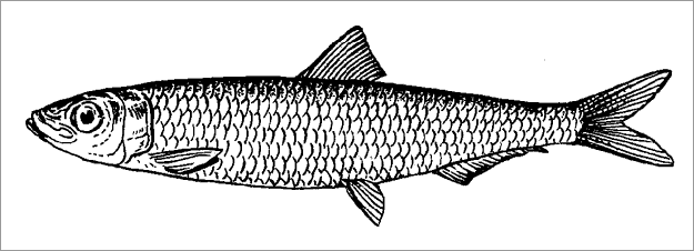 Два простых рецепта из маленькой рыбки рыбок, очень, рыбки, только, приготовления, хребет, можно, рыбку, сардины, Clupeonella, также, улова, биточки, неводами, нужно, стороны, сковороду, содержит, ставриды, анчоус