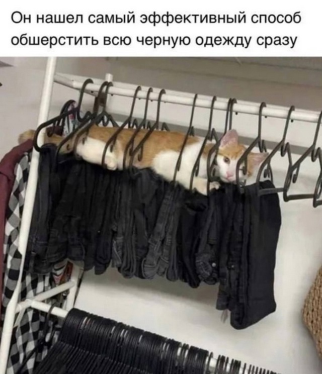 Интернет мемы в понедельник и что водит дьявол Интернет мемы в понедельник и что водит дьявол