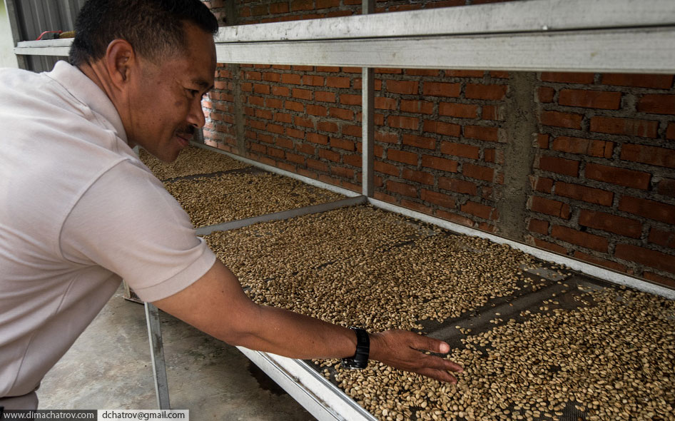 Как делают самый дорогой кофе в мире только, лувак, кофейное, зерна, плантации, зерно, большой, выглядит, лучшие, сейчас, полкило, индонезийских, может, природе, кофейными, зерен, Считается, глаза, будут, кормить