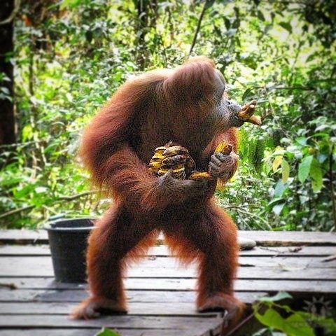 Когда жадность не знает никаких мыслимых границ Когда жадность не знает никаких мыслимых границ