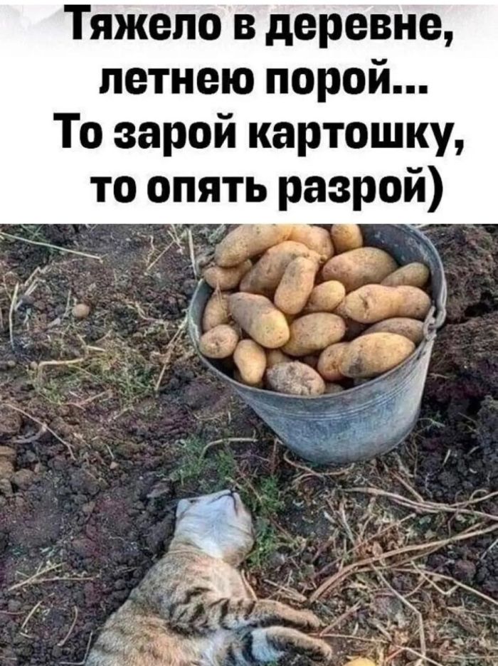 Юмор для тех, кто уже повзрослел и понял, что «новый опыт» - это другой сорт макарон 