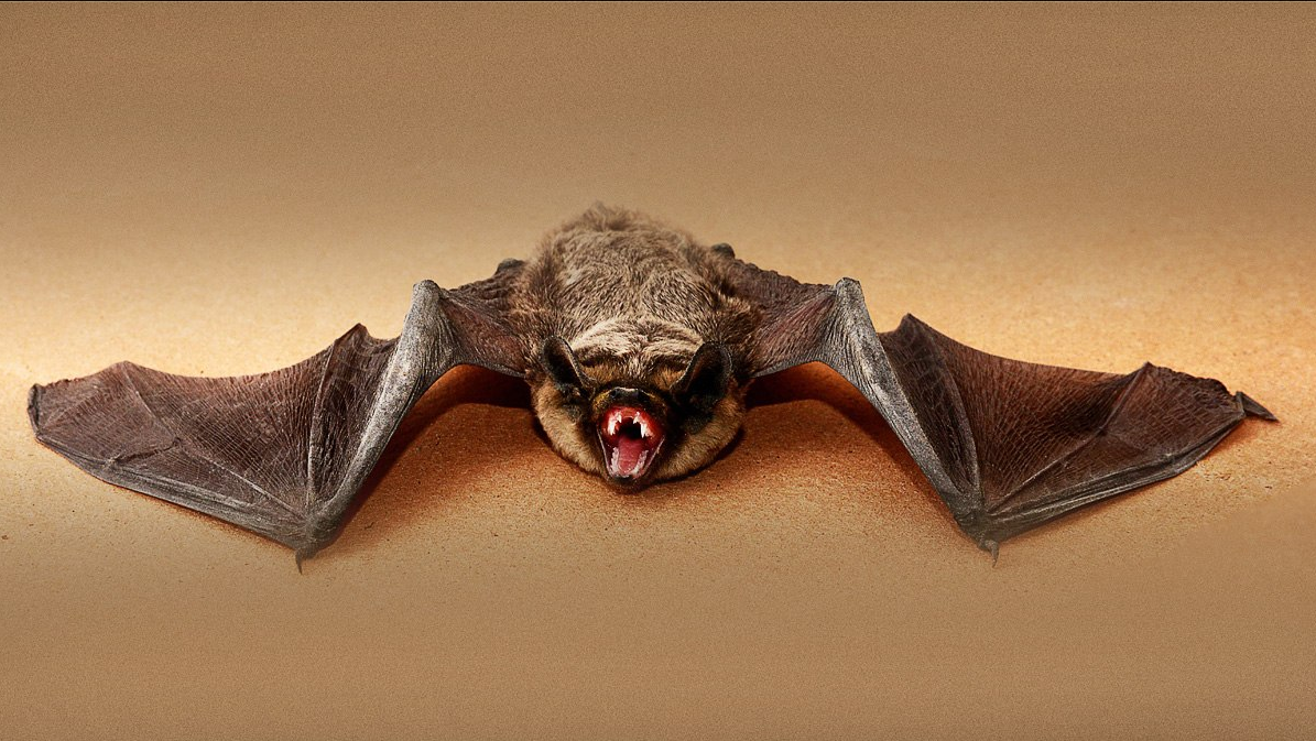 ТОП-10 самых смертоносных организмов на вашем заднем дворе дача,насекомые,огород,опасность,растения,сад