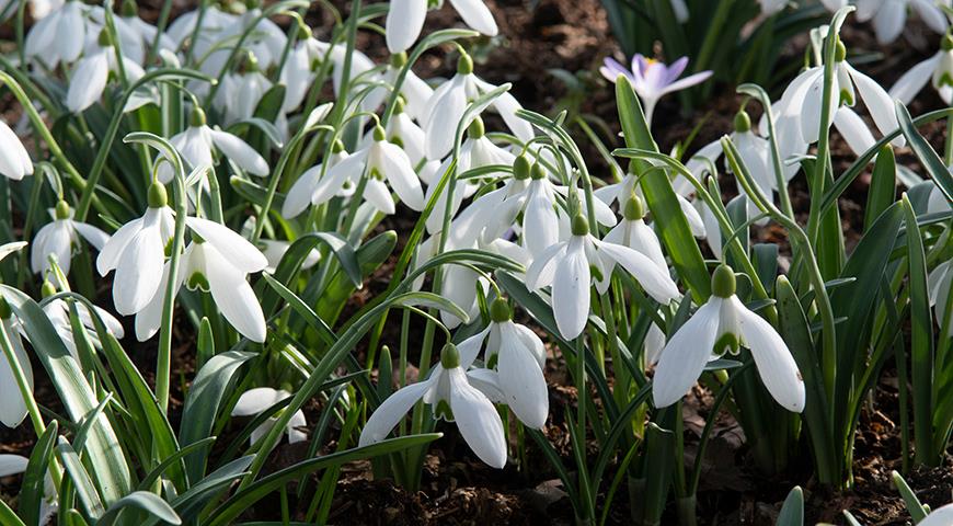 Подснежники: все секреты выращивания от посадки до цветения Galanthus, галантус, подснежника, подснежник, подснежников, Подснежник, МЕСТО, высотой, подснежники, Воронова, зеленые, Эльвеза, природе, белые, белоснежный, Красную, длиной, средней, которые, сожалению