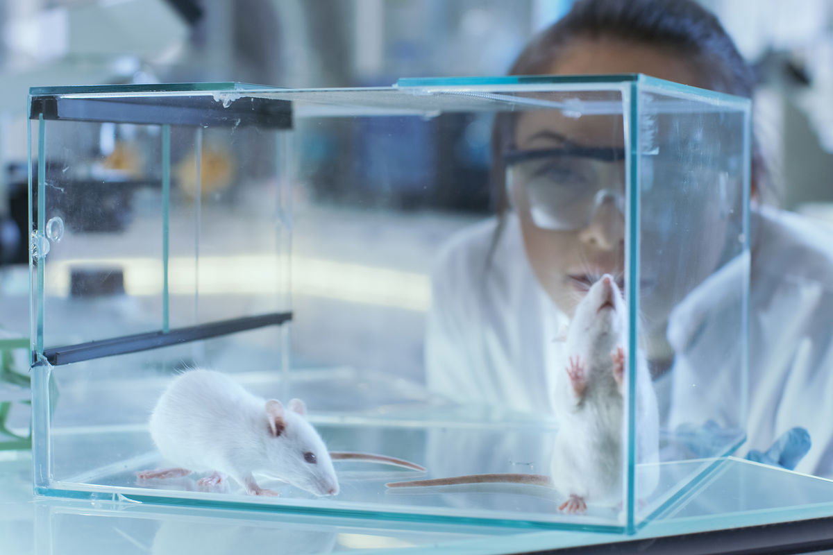 ASN: эленоловая кислота из оливок помогла мышам с диабетом похудеть