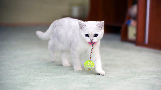 Умный Кокос