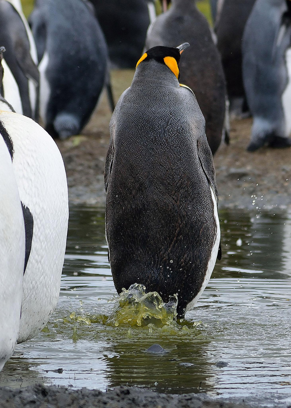 Необычный конкурс Comedy Wildlife Photography Awards 2019