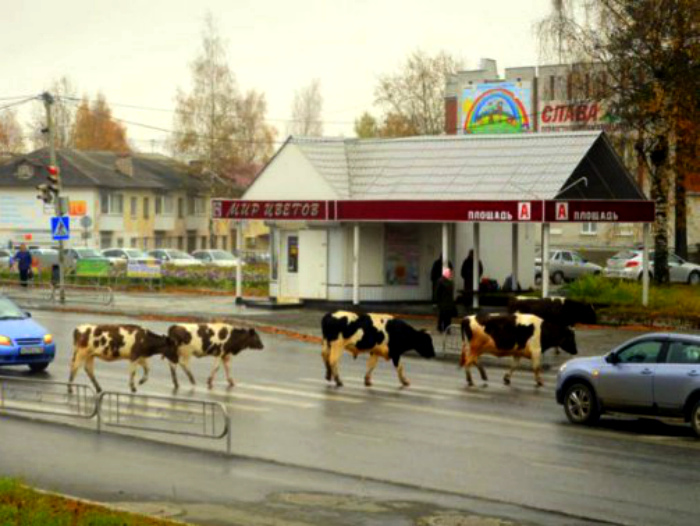 Коровы на зебре - забавно...