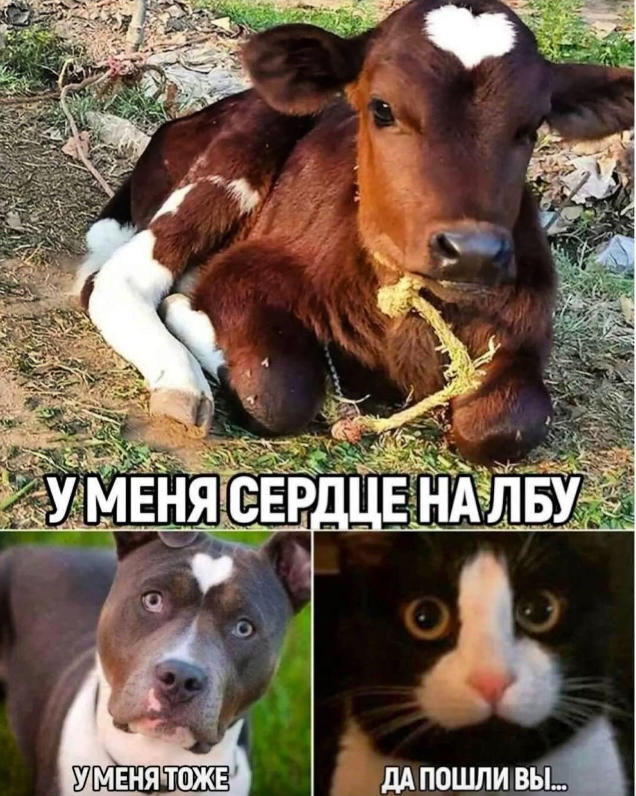 Личные данные в сети какие-то жидкие. Постоянно утекают  Залог, крепкой, онлайндружбы, регулярное, облайкивание, Конькобежец, Анголы, принёс, своей, сборной, медали, никто, знает , Продолжим , чуть , позже