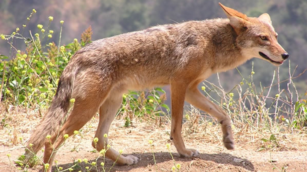 Находящиеся под действием наркотиков койоты нападают на людей в Канаде