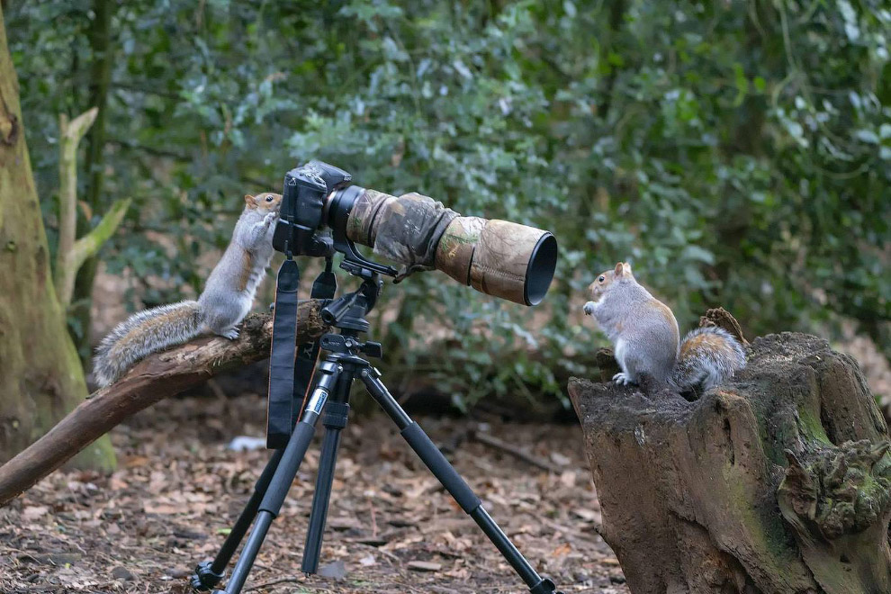 Необычный конкурс Comedy Wildlife Photography Awards 2019