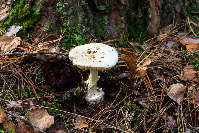 Как выглядят грибы съедобные и несъедобные? Шпаргалка для новичков грибы, можно, грибов, может, лучше, очень, часто, время, также, группами, только, которые, в лес, правило, ножки, гриба, могут, собирать, встретить, лесах