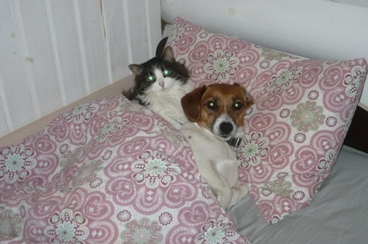 20+ примеров того, как кошки и собаки нашли друг в друге лучших друзей 20+ примеров того, как кошки и собаки нашли друг в друге лучших друзей