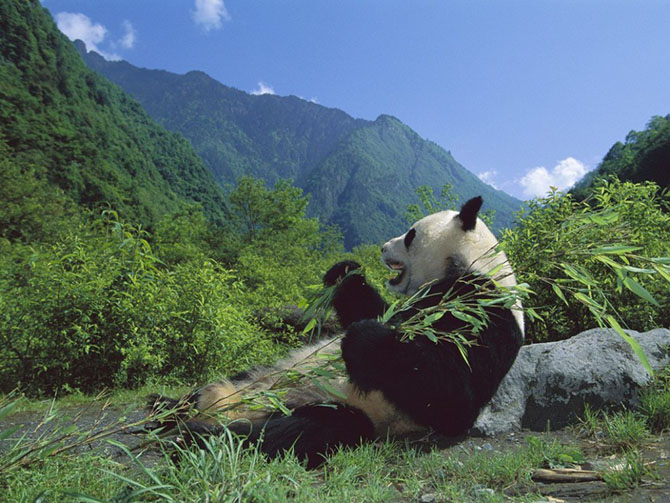 Райские места обитания больших панд