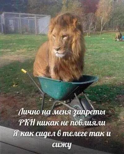 Когда Telegram не работает: лучшие мемы про блокировку мессенджера