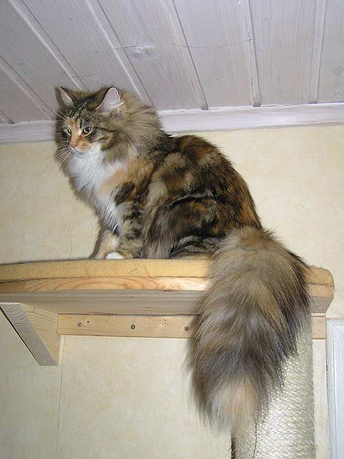 http://www.neva-katzen.de/seiten/minka/3_09-018.jpg