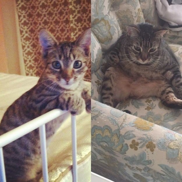 Когда я был котёнком: коты воссоздают свои детские фото до и после, животные, коты, кошки, мило, питомцы, сравнение, фото