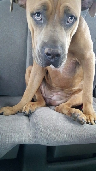Несчастную собаку бросили на обочине: невероятная история спасения питбуля Мерси