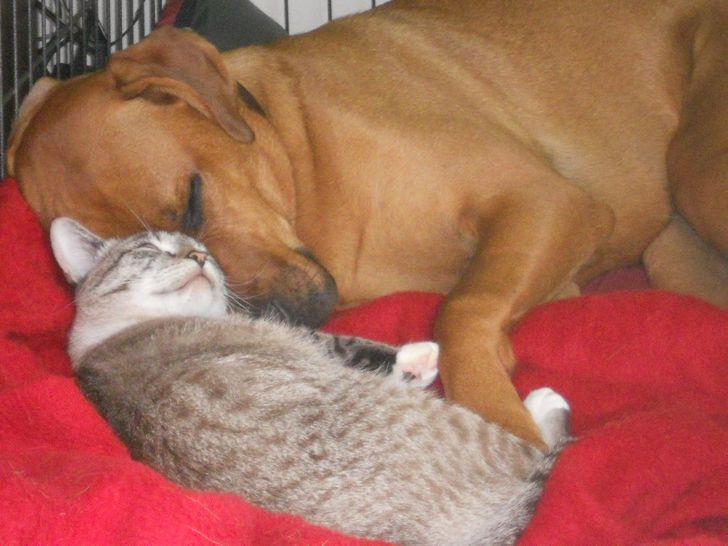 20+ примеров того, как кошки и собаки нашли друг в друге лучших друзей 20+ примеров того, как кошки и собаки нашли друг в друге лучших друзей