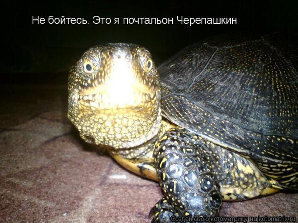 Уфф!!! Ну наконец-то! Котоматрицы великолепные, каждая с доброй улыбкой!!!