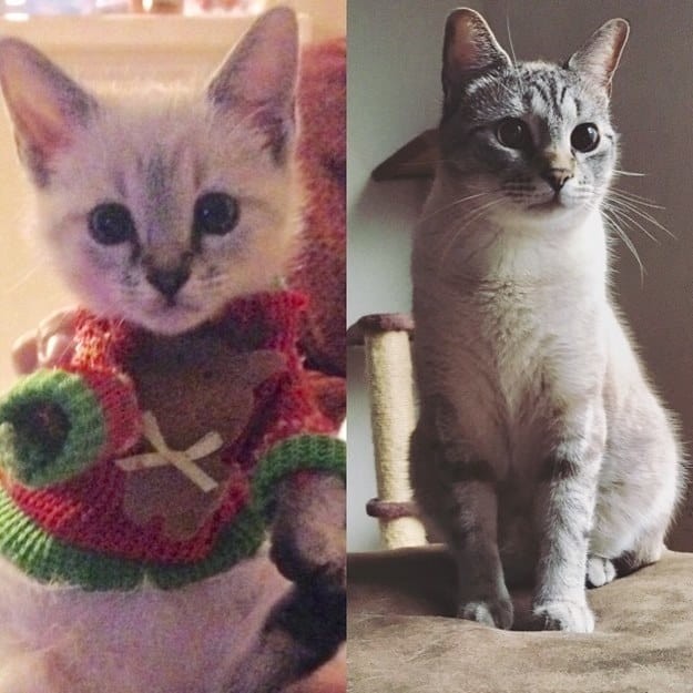 5 месяцев и 2 года до и после, животные, коты, кошки, мило, питомцы, сравнение, фото