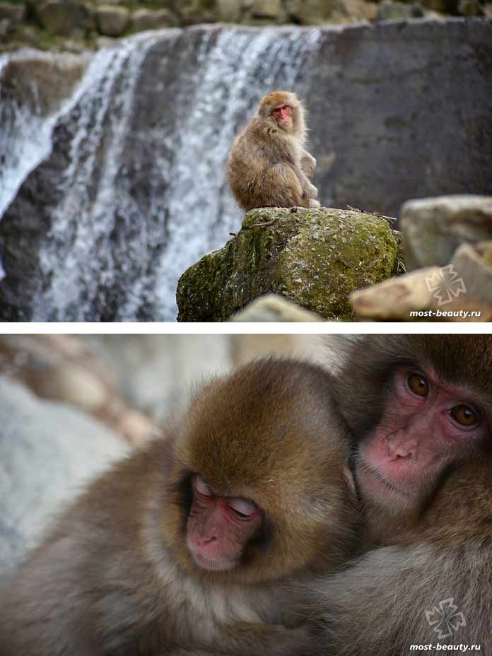 Парк снежных обезьян Джигокудани. CC0