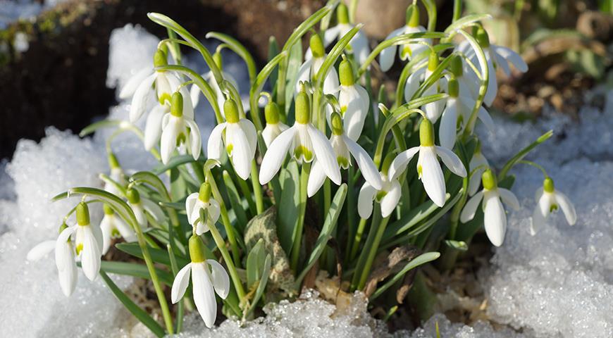 Подснежники: все секреты выращивания от посадки до цветения Galanthus, галантус, подснежника, подснежник, подснежников, Подснежник, МЕСТО, высотой, подснежники, Воронова, зеленые, Эльвеза, природе, белые, белоснежный, Красную, длиной, средней, которые, сожалению