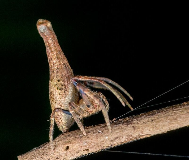 Доставайте огнемет: 15 самых странных пауков мира пауков, Spider, spider, человеческое, похоже, потому, паукомлюдоедом, двухглазым, прозванный, OgreFace, паукдеревоNetCasting, Weaver, Stump, резиныА, восемь, игрушка, выглядит, quadrimaculatus, Platythomisus, пометEightspotted