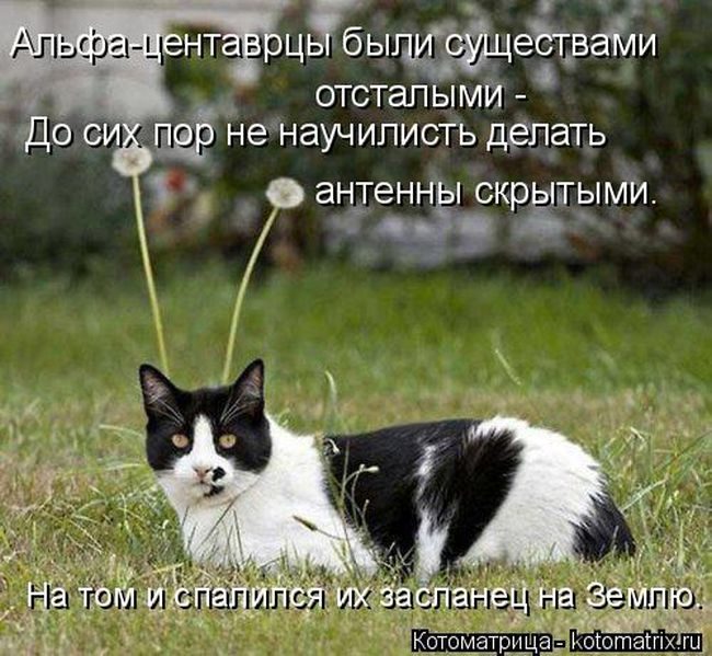 Лучшие котоматрицы за прошедшую неделю
