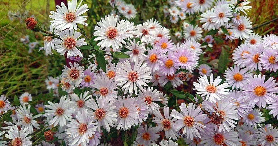 7 цветов, которые будут украшать ваш сад в сентябре дача,сад и огород,цветоводство