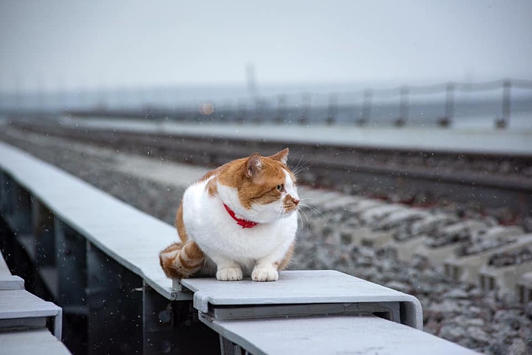 Кот моста