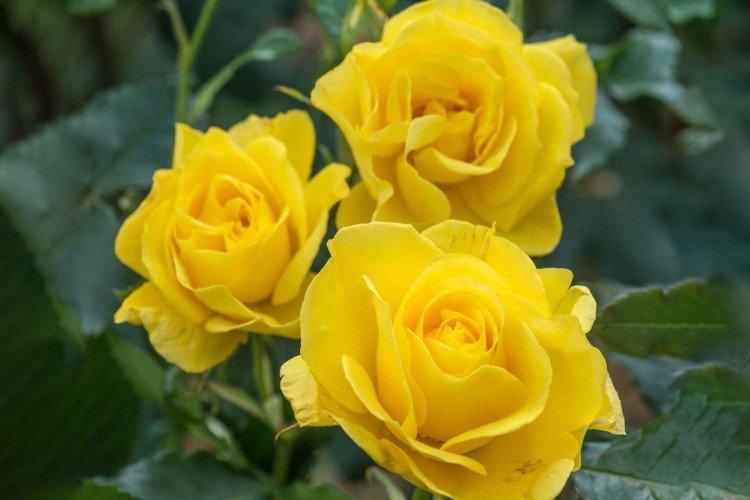 Роза флорибунда: виды, посадка и уход в открытом грунте дача,сад и огород,цветоводство
